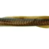 Berkley Soft Baits>Gulp! Saltwater Eel Soft Baits