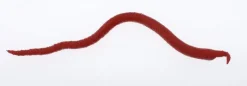 Berkley Soft Baits>Gulp! Saltwater Extruded Bloodworm Soft Baits