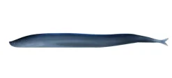 Berkley Soft Baits>Gulp! Saltwater Sand Eel Soft Baits