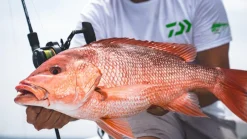Daiwa Conventional>Saltiga Jigging Star Drag Conventional Reels