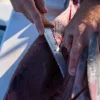 Dexter Russell Knives & Scissors|Tools>Dexter Dextreme 7" Dual Edge Flexible Fillet Knife with Sheath