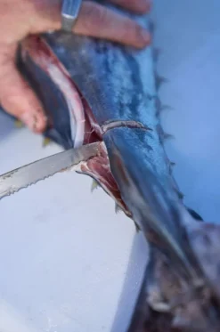Dexter Russell Knives & Scissors|Tools>Dexter Dextreme 10