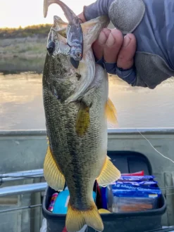 Major Craft Jigs>Stabi Shads