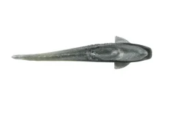 NLBN Soft Baits>- No Live Bait Needed 5